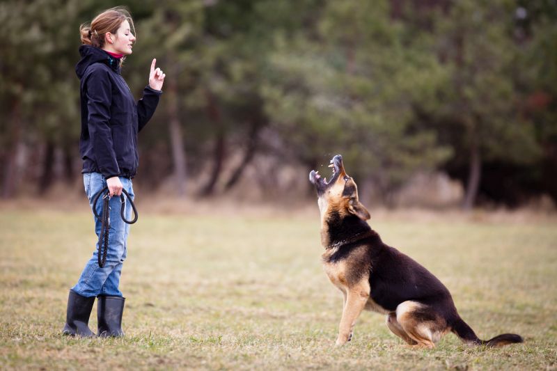 Dog Whisperer's Notes